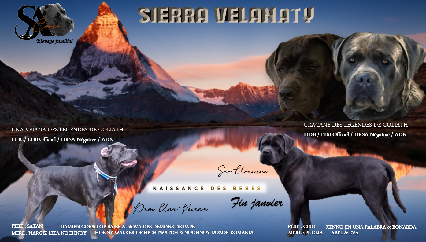 Gestation Confirmée