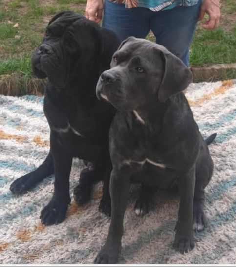 Una Veiana & Runaway Veleno