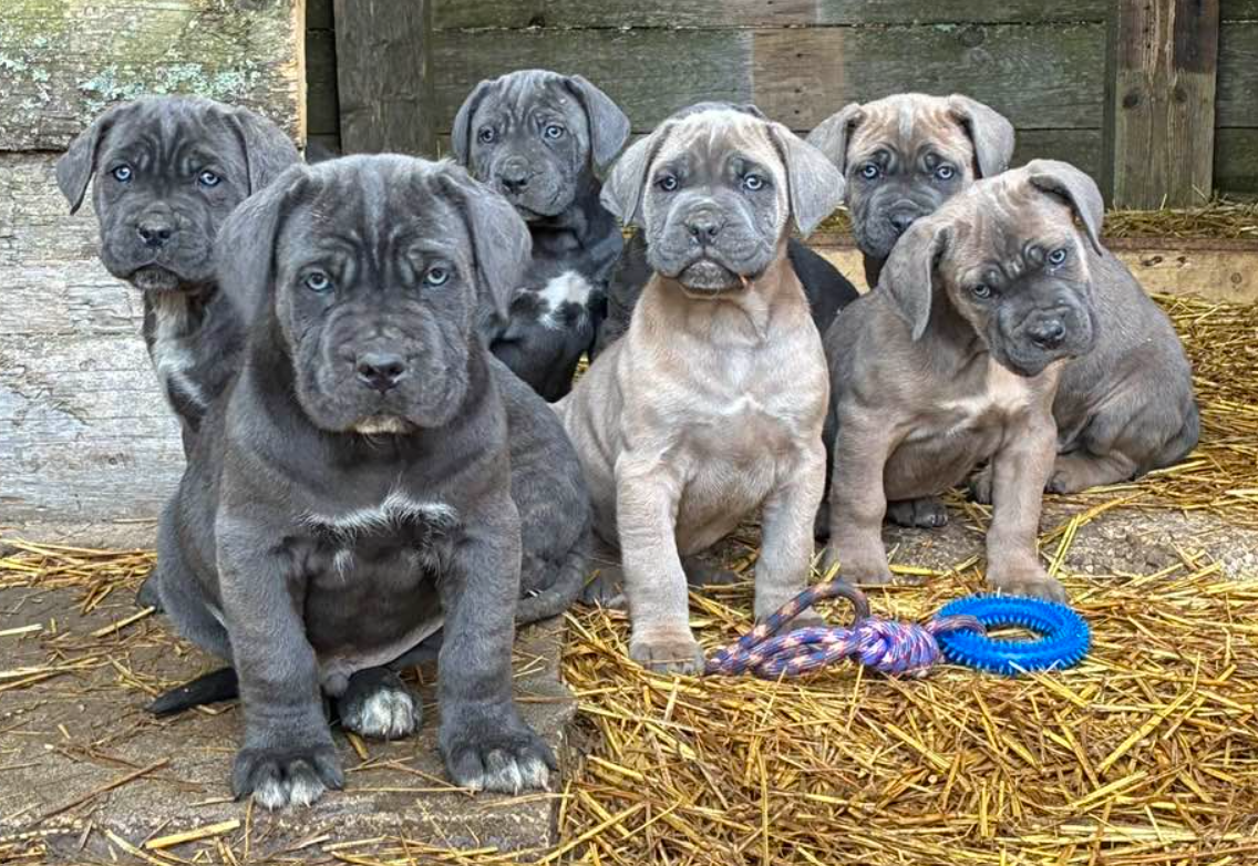 Sierra Velanaty - Cane Corso - Portée née le 21/01/2026