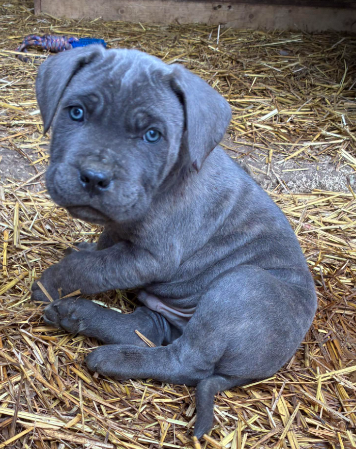 Sierra Velanaty - Chiots disponibles - Cane Corso