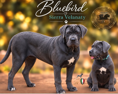 Bluebird