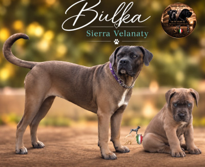 Bulka