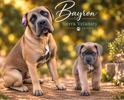 Bayron